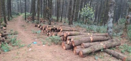 उपभोक्ताले सहजै पाउँदैनन् काठ’