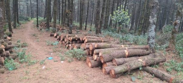 उपभोक्ताले सहजै पाउँदैनन् काठ’