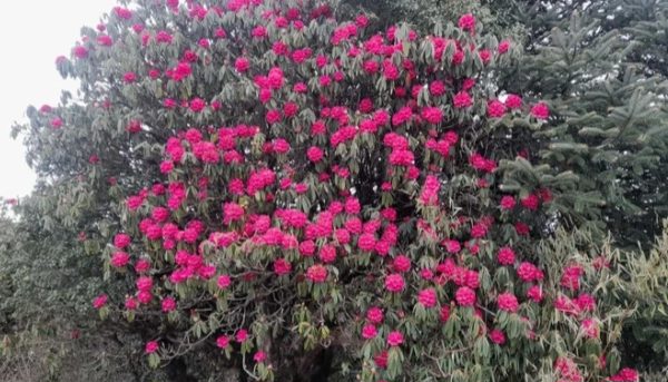 पर्वतको हम्पाल र कोखेडाँडामा पर्यटकको आकर्षण बढ्यो