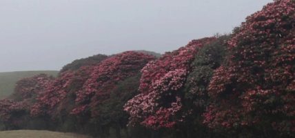 नेपाल सरकारले निर्धारण गरेको १०० वटा पर्यटकीय गन्तव्यमा पर्ने ‘मुन्दुम ट्रेल’ पदमार्ग,पर्यटकको रोजाइमा