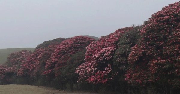 नेपाल सरकारले निर्धारण गरेको १०० वटा पर्यटकीय गन्तव्यमा पर्ने ‘मुन्दुम ट्रेल’ पदमार्ग,पर्यटकको गन्तव्य