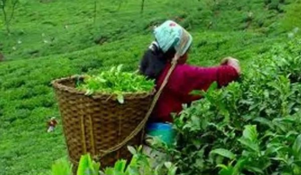 बन्द हुदै चिया उधोग,किसान समस्यामा बन्द हुदै चिया उधोग,किसान समस्यामा